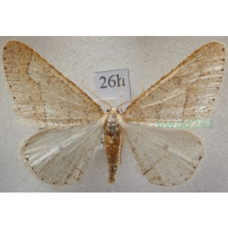 Agriopis marginaria (Fabricius, 1776) male Zimowek obrzeżek Czech26h